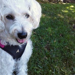 Meet your Posher, Deniz